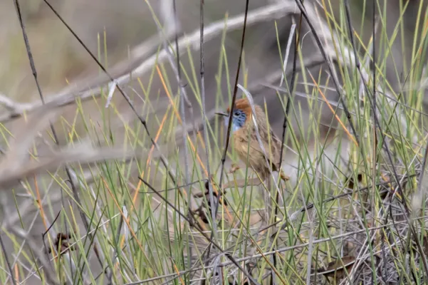 File:Stipiturus mallee 49639905.jpg