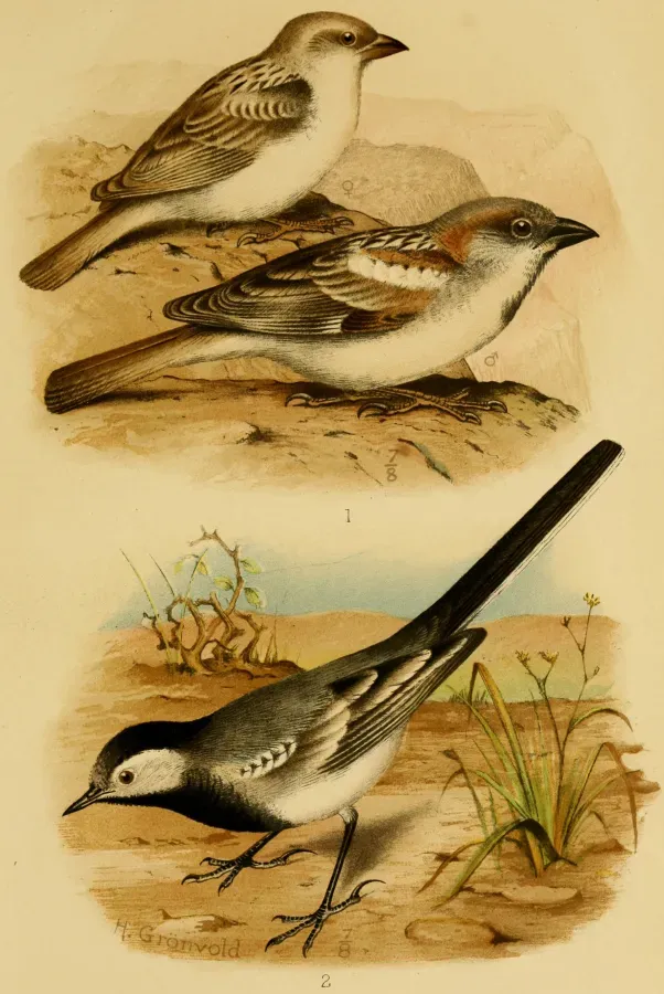 File:Passer hemileucus, Motacilla forwoodi.jpg