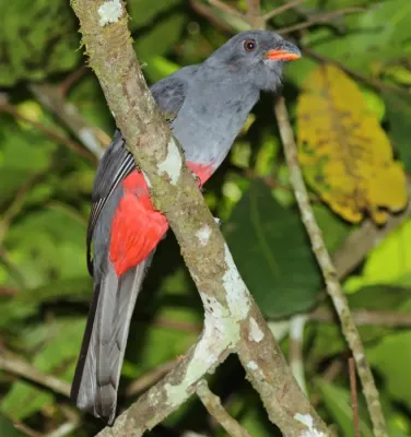 File:Slaty-tailed trogon (Trogon massena hoffmanni) female CROP.jpg