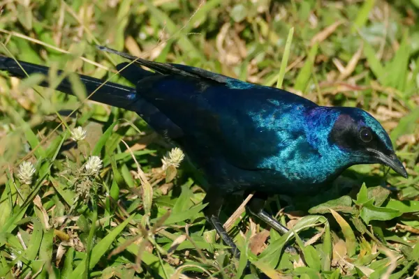 File:Burchell's Starling (Lamprotornis australis) (52133999661).jpg