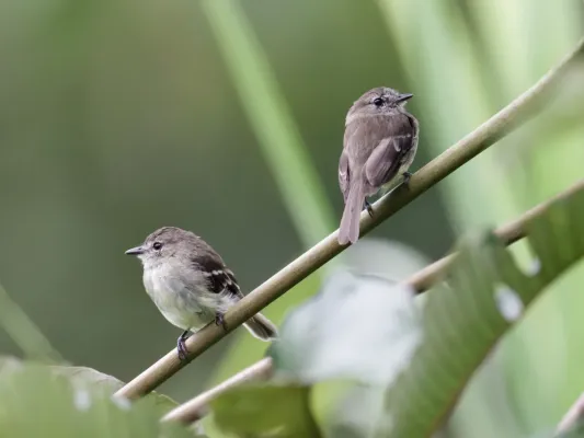 File:Myiophobus cryptoxanthus - Olive-chested Flycatcher.jpg