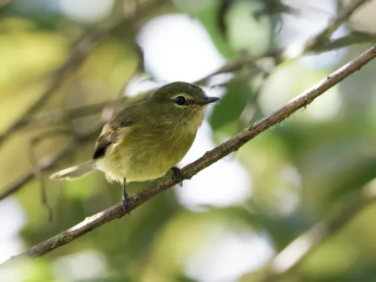File:Myiophobus flavicans - Flavescent Flycatcher.jpg