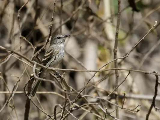 File:Myiophobus crypterythrus - Mouse-gray Flycatcher.jpg