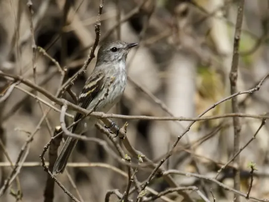 File:Myiophobus crypterythrus - Mouse-gray Flycatcher (cropped).jpg