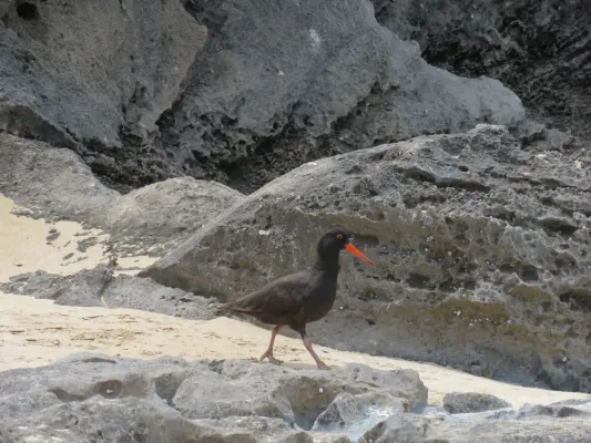 File:Sooty oystercatcher (Haematopus fuliginosus) on Penguin Island, November 2022 01.jpg