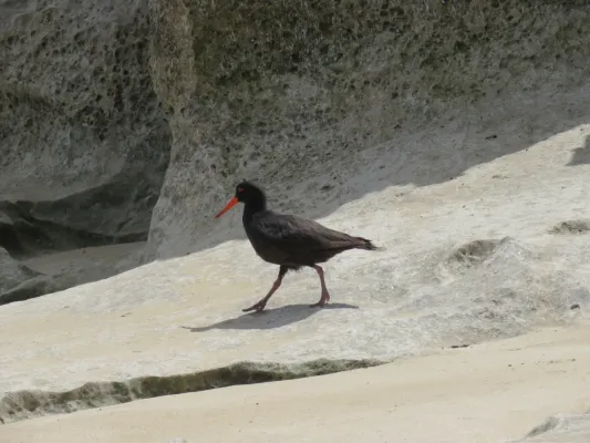File:Sooty oystercatcher (Haematopus fuliginosus) on Penguin Island, November 2022 12.jpg