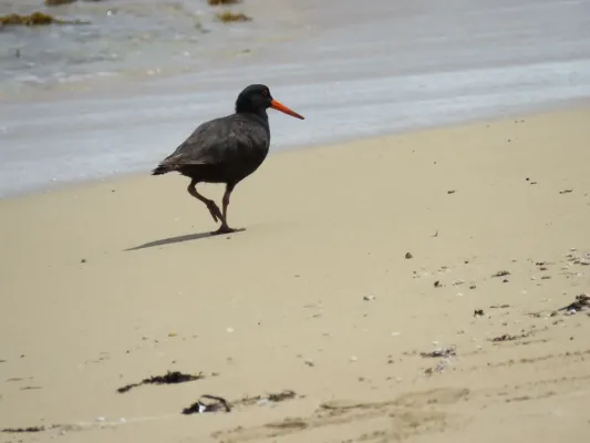 File:Sooty oystercatcher (Haematopus fuliginosus) on Penguin Island, November 2022 18.jpg