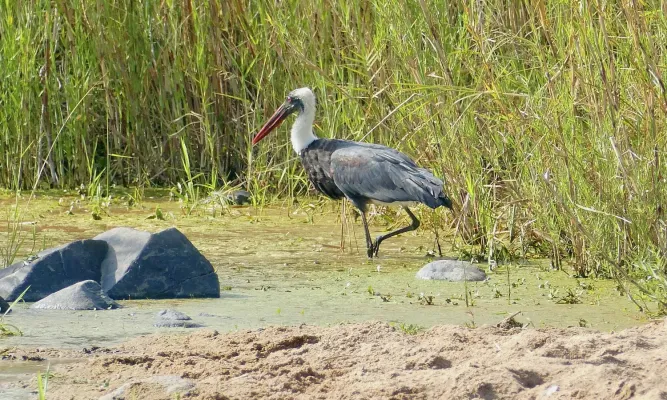 File:African Woolly-necked Stork (Ciconia microscelis), Kruger NP (52520274071).jpg