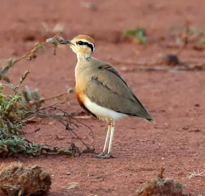 File:Temminck's courser (Cursorius temminckii), Madikwe (52186598209).jpg
