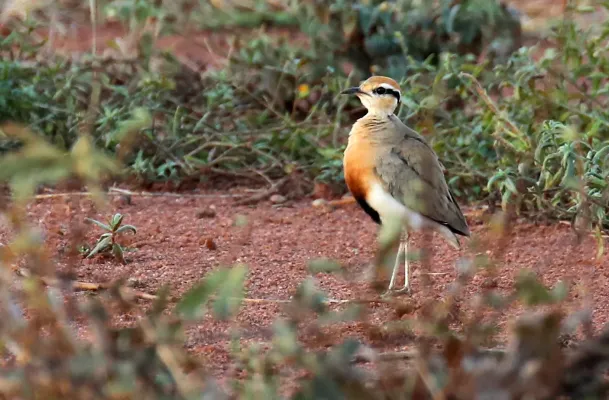 File:Temminck's courser (Cursorius temminckii), Madikwe (52186360423).jpg