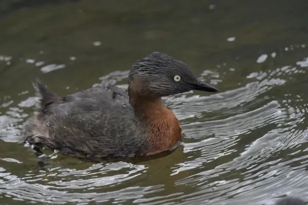 File:Poliocephalus rufopectus 107057941.jpg
