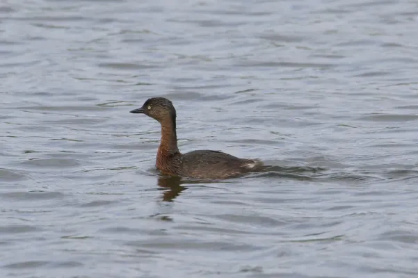 File:Poliocephalus rufopectus 133974975.jpg