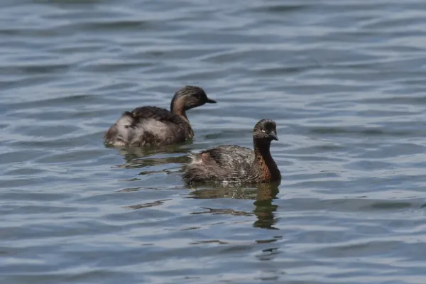 File:Poliocephalus rufopectus 107641207.jpg