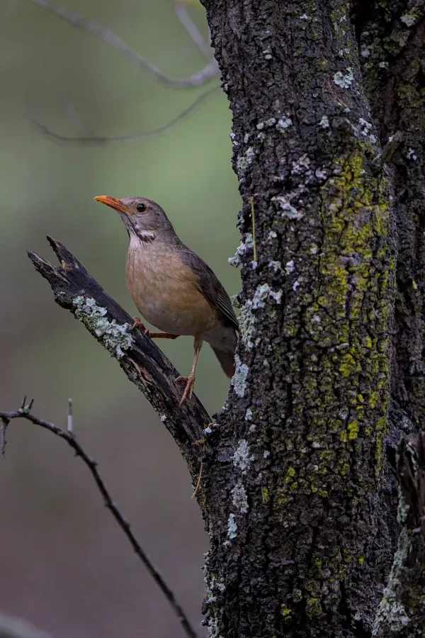 File:Kurrichane thrush (Turdus libonyana) at Raptors View Wildlife Estate, Hoedspruit, Limpopo, South Africa.jpg