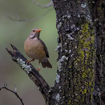 File:Kurrichane thrush (Turdus libonyana) at Raptors View Wildlife Estate, Hoedspruit, Limpopo, South Africa. - 52476598204.jpg