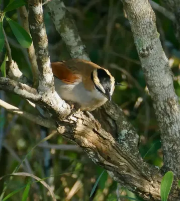 File:Black-crowned Tchagra (Tchagra senegalus) (52526029275).jpg