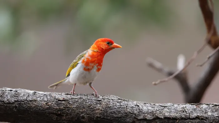 File:Red-headed weaver, Anaplectes rubriceps, at Loodswaai Game Reser.jpg