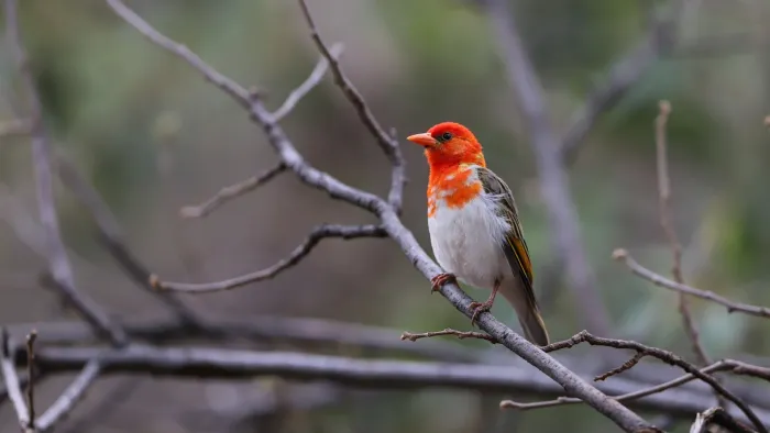 File:Red-headed weaver, Anaplectes rubriceps, at Loodswaai Game Reser - 50472062661.jpg