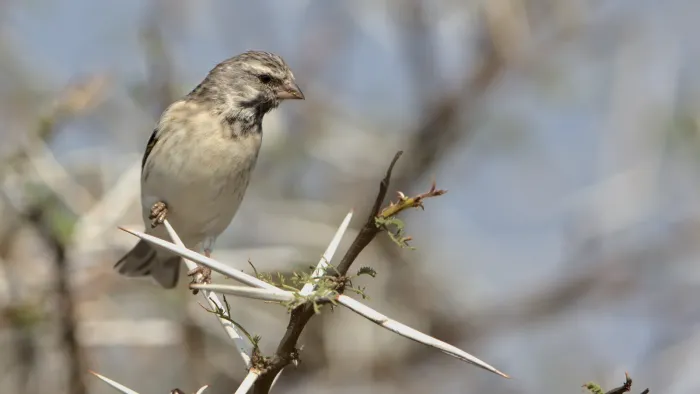 File:Black-throated canary, Crithagra atrogularis, at Loodswaai, Gauteng, South Africa.jpg