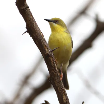 File:Green-capped eremomela, Eremomela scotops, at Loodswaai, Gauteng, South Africa. - 50547558728.jpg