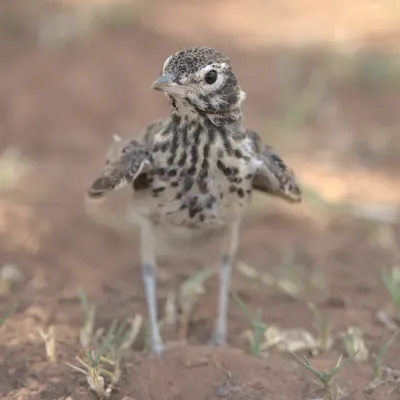File:Dusky lark, Pinarocorys nigricans, at Loodswaai Game Reserve, Gauteng, South Africa - 50905749702.jpg