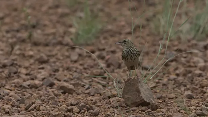 File:Bushveld pipit, Anthus caffer, at Loodswaai Game Reserve, Gauteng, South Africa.jpg