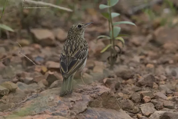 File:Bushveld pipit, Anthus caffer, at Loodswaai Game Reserve, Gauteng, South Africa - 50962216262.jpg