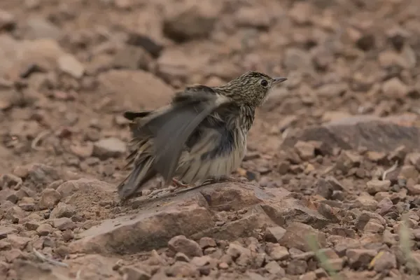 File:Bushveld pipit, Anthus caffer, at Loodswaai Game Reserve, Gauteng, South Africa - 50961405733.jpg