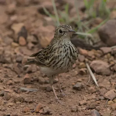 File:Bushveld pipit, Anthus caffer, at Loodswaai Game Reserve, Gauteng, South Africa - 50961405628.jpg