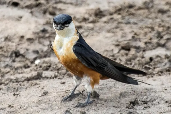 File:Cecropis senegalensis 230444608.jpg