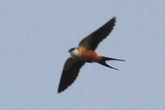 File:Cecropis senegalensis 190379452.jpg