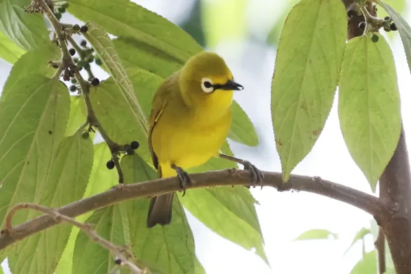 File:Grünbrillenvogel - Zosterops stuhlmanni 242799658.jpg
