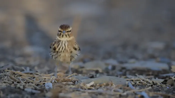 File:Karoo lark, Calendulauda albescens, at Pyper se Boom in the Takawa Karoo National Park, South Africa. - 50838681801.jpg