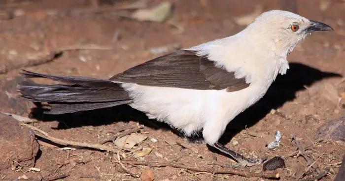 File:Southern Pied-babbler, Turdoides bicolor at Marakele National Park, South Africa.jpg