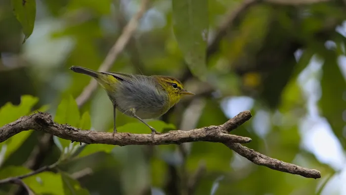 File:Yellow-throated woodland warbler, Phylloscopus ruficapilla, in t.jpg