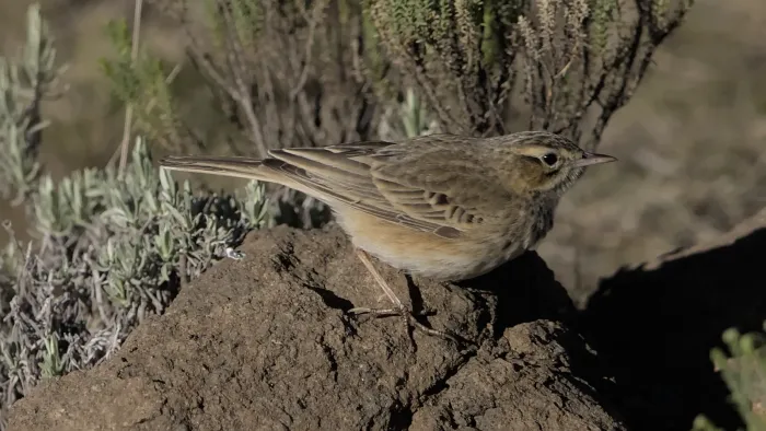File:Mountain pipit, Anthus hoeschi, at Naude's Nek, southern Drakensberg, Eastern Cape, South Africa. - 51852147133.jpg