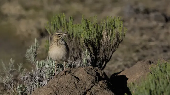 File:Mountain pipit, Anthus hoeschi, at Naude's Nek, southern Drakensberg, Eastern Cape, South Africa. - 51852076076.jpg