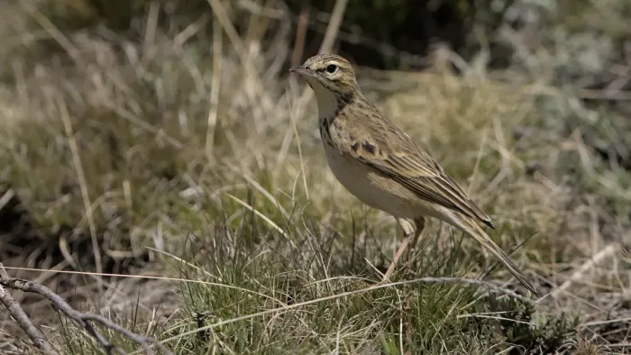 File:Mountain pipit, Anthus hoeschi, at Naude's Nek, southern Drakensberg, Eastern Cape, South Africa. - 51852401614.jpg