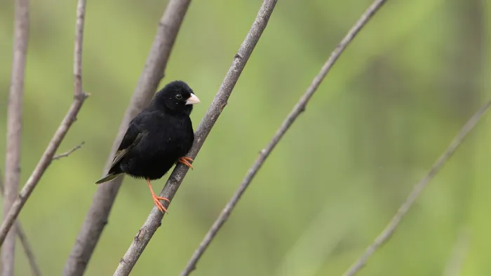 File:Dusky indigobird, Vidua funerea, on the lower slopes of Mariepskop, Hoedspruit, Limpopo, South Africa. - 51837132047.jpg