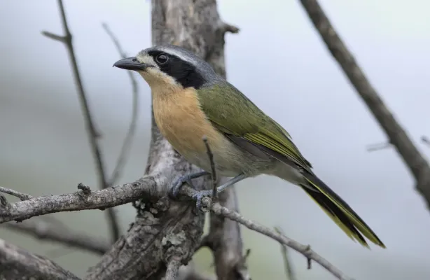 File:Olive bushshrike, Chlorophoneus olivaceus, Mariepskop slopes, Limpopo, South Africa.jpg