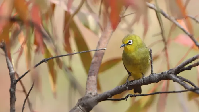File:Cape White-eye, Zosterops pallidus, at Loodswaai Game Reserve, Gauteng, South Africa 2.jpg