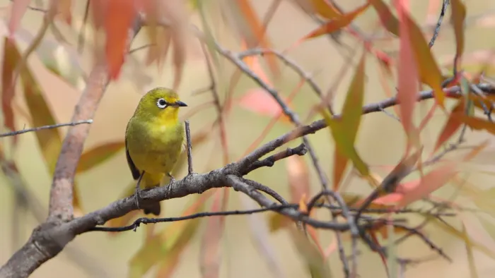 File:Cape White-eye, Zosterops pallidus, at Loodswaai Game Reserve, Gauteng, South Africa - 50559206827.jpg