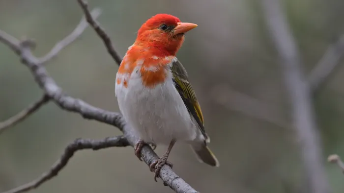 File:Red-headed weaver, Anaplectes rubriceps, at Loodswaai Game Reserve, Gauteng, South Africa.jpg