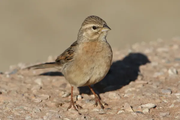 File:Lark-like bunting, Emberiza impetuani, at Kgalagadi Transfrontier Park, Northern Cape, South Africa. - 49038135351.jpg