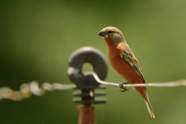 File:Sporophila minuta - Semillero ladrillo.jpg