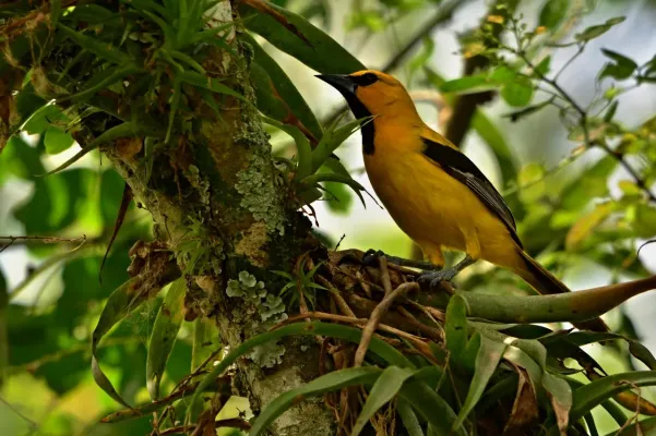 File:Icterus nigrogularis - Turpial amarillo.jpg