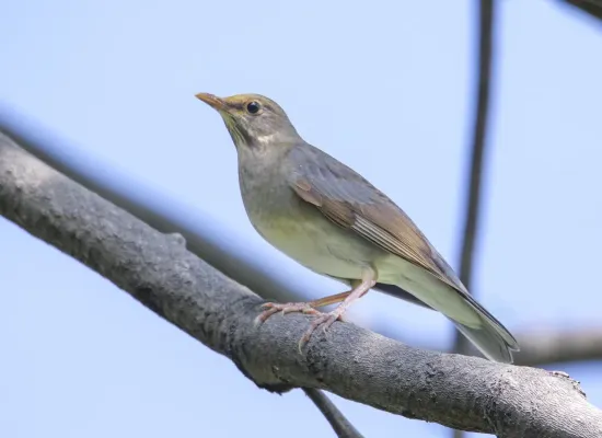 File:Tickell's Thrush (Turdus unicolor) (52490824453).jpg