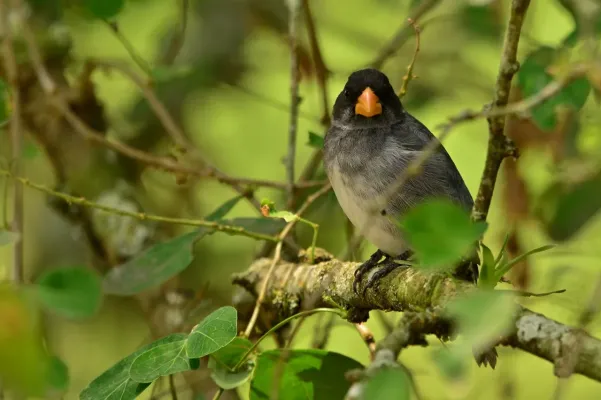 File:Male Sporophila schistacea looking at camera.jpg