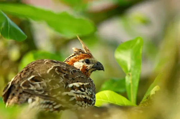 File:Colinus cristatus - Perdiz crestada.jpg
