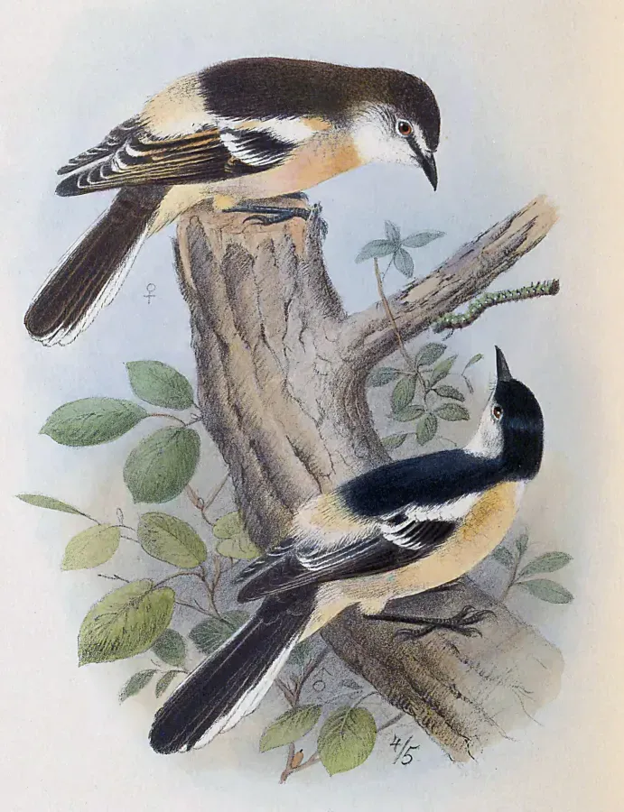 File:Lalage leucopyga leucopyga.jpg
